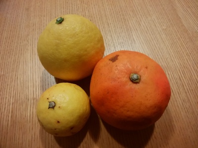 柑橘３種