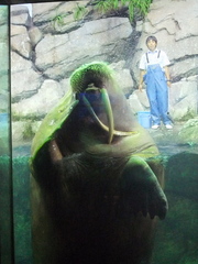 セイウチ
