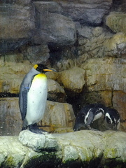 オオサマペンギン